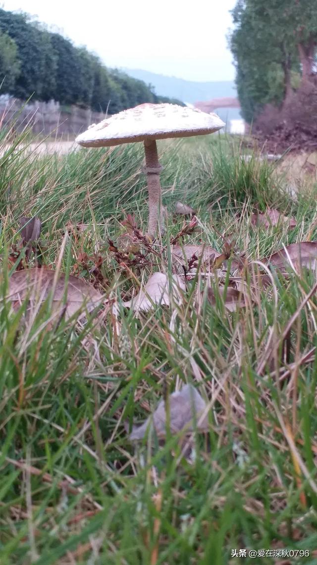 我的好朋友200字二年级（我的好朋友200字二年级写话）