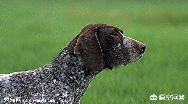 猎犬（猎犬长牙）