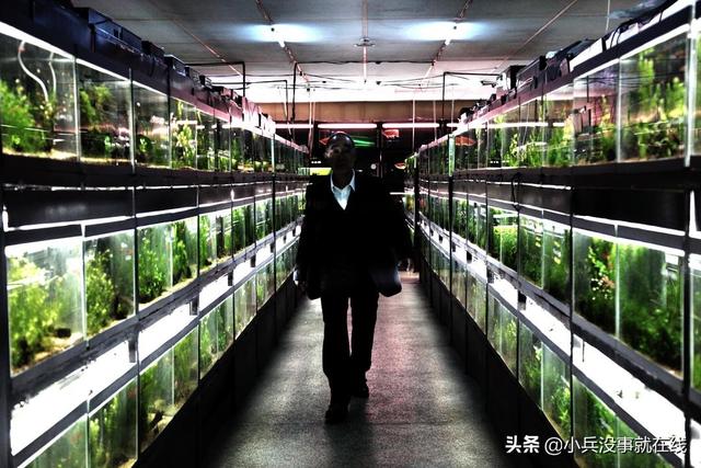 冰冷热带鱼评论（冰冷热带鱼知乎）